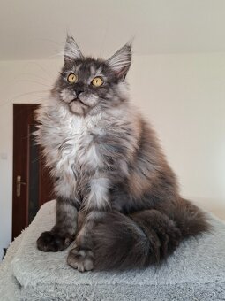 MAINE COON - Mainská mývalia s PP - 14