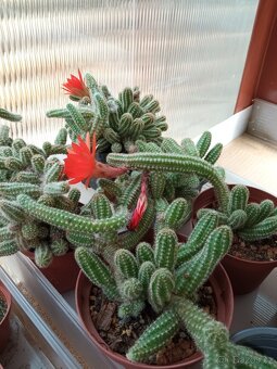 Kaktusy a sukulenty 30 Kč za kus - 14