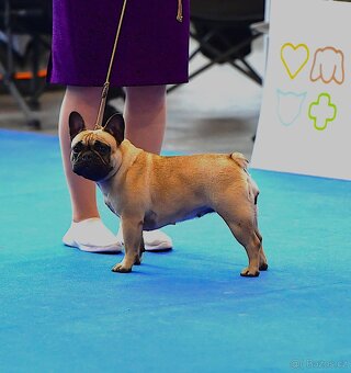 TOP francouzský buldoček s PP FCI - 14