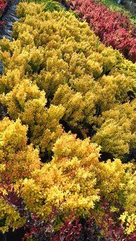 Dřišťál Berberis thunbergii, julianae, ottawensis - 14