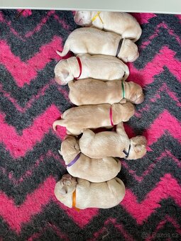 Labradorský retrívr s PP - 14