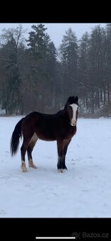 Nádherný Valášek WPRB - 14