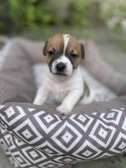 Jack Russell teriéra - 14