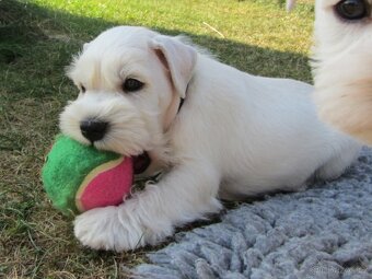 Knírač malý bílý s PP - CHS Švarcava - 14