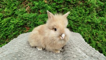 Zakrslý králík, králíček -(lvíček)-TESSIE - 14