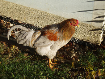 Prodám kohouta do chovu - 14