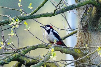 Nikon Sigma 150-600mm DG OS + UV + neopren TOP STAV - 14