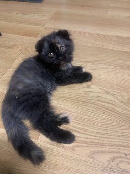 Britská koťátka - 14