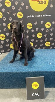 Flat coated retriever - 14