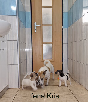 Jack russell terier - 14