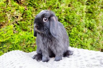 Zakrslý beránek, králíček, králík - ELLA - 14