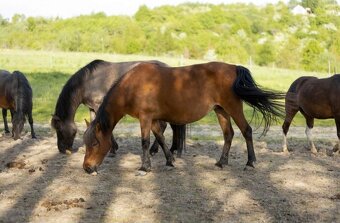 Huculská klisna, hucul, rekreace, vyjížďky, hipoterapie. - 14