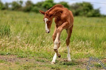 LETOŠNÍ HŘEBEC K ZAMLUVENÍ - 14
