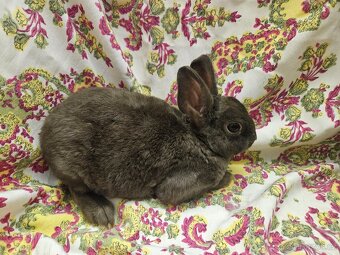 Zakrslý králíček - 14