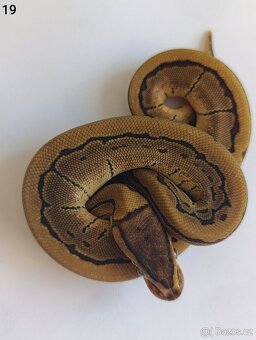 Krajta královská / Python regius - 14
