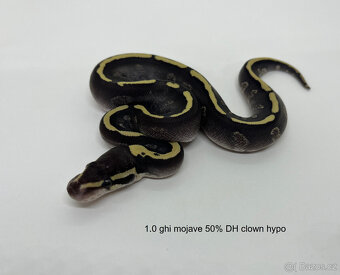 Krajta královská (Python regius) - 14