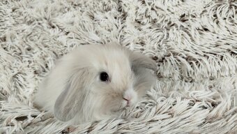 Zakrslý králík, králíček -(lvíček)-VIKTOR - 14