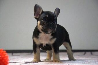 Francouzský buldoček - 14