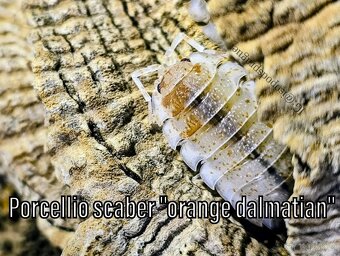 Isopody, mnohonožky, chvostoskoci ŽE, posílám - 14