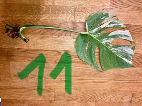 VYPRODÁNO Monstera albo variegata panašovaná bílá deliciosa - 14