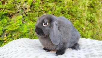 Zakrslý beránek, králíček, králík - PIPER - 14