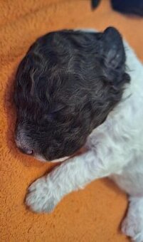 Lagotto romagnolo s PP ( italský vodní pes ) - 14
