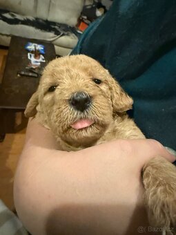 Goldendoodle - 14