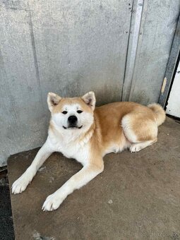 Štěňata Akita inu - 14