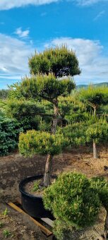 Tvarované borovice přímo od pěstitele. Velké bonsaje - 14