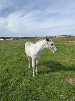 Hřebeček Appaloosa - 14