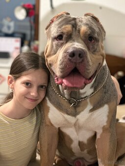 American Bully XL 🐾 - 14