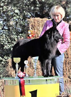 Belgický ovčiak groenendael FCI s PP po šampiónoch - 14