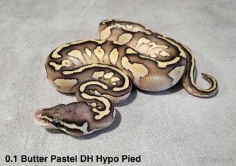 Krajta královská - 14