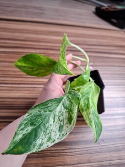 Sada rostlinek - 333 Kč/ 4 kusy - 14