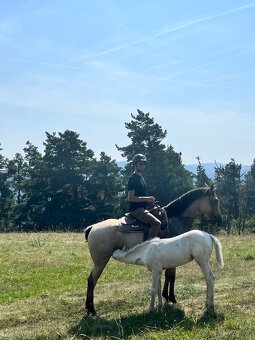 Lusitano klisna - 14