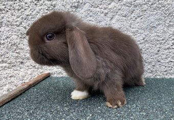 ❤️❤️Nádherní Minilop králíčci beránek k odběru - 14