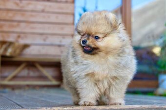 Pomeranian s PP FCI - 14