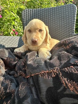 štěňata labrador a  – připravena k odběru - 14