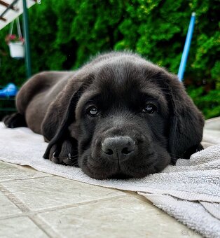 IHNED K ODBĚRU Labradorský Retriever s PP - 14