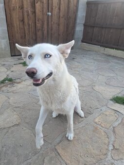 Sibiřský Husky - 14