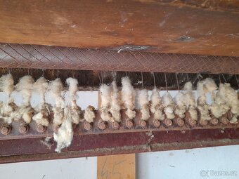 Česačka ovčích kožešin - 14