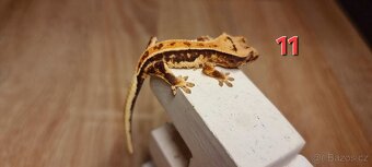 Pagekon řasnatý - 14