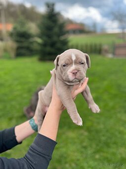 American Bully xl/xxl - 14
