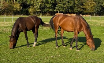 Kobylka ČT 1,5roku - 14