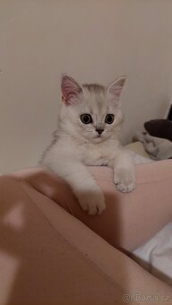 Skotské koťata bez PP - 14