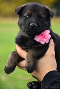 Německý ovčák s PP - 14