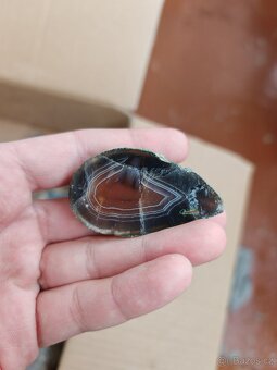 Acháty řezy Timor - 14