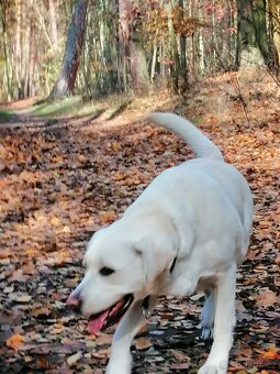Labradorský retrívr - štěňata - 14