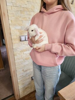 Zakrslý králík - 14