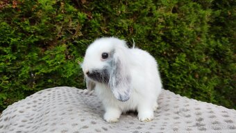Zakrslý beránek, králíček, králík - MOLLY - 14